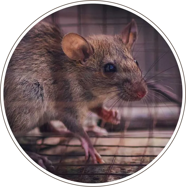 Rodent Expertz of Los Angeles CA - Rodent Expertz Los Angeles
