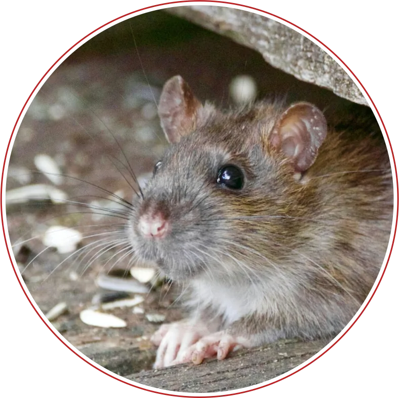 Mouse - professional rodent control in Los Angeles